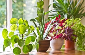 indoor house plants