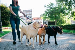 Should You Hire a Dog Walker?