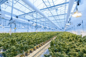 Cannabis Start-ups The Essential Costs of Thriving